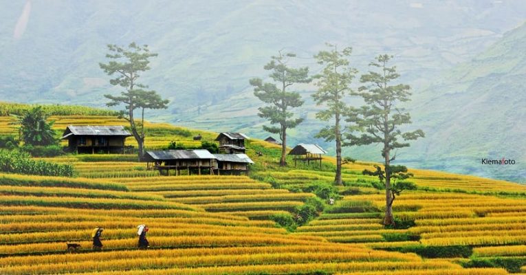 Trekking through Lao Chai and Ta Van Village in Sapa with scenic rice terraces